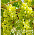 white grapes for sale